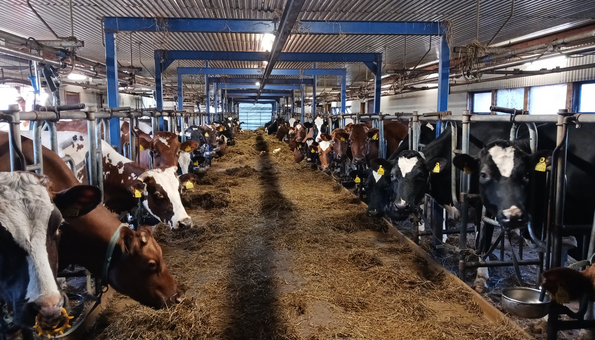 Lehmiä maitotilalla.